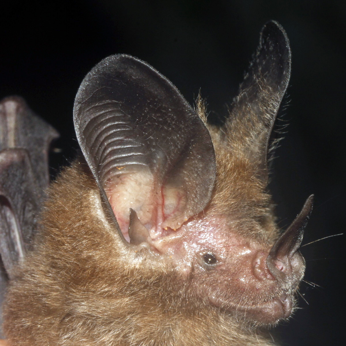 Common Big Eared Bat (Micronycteris microtis) Фото №10