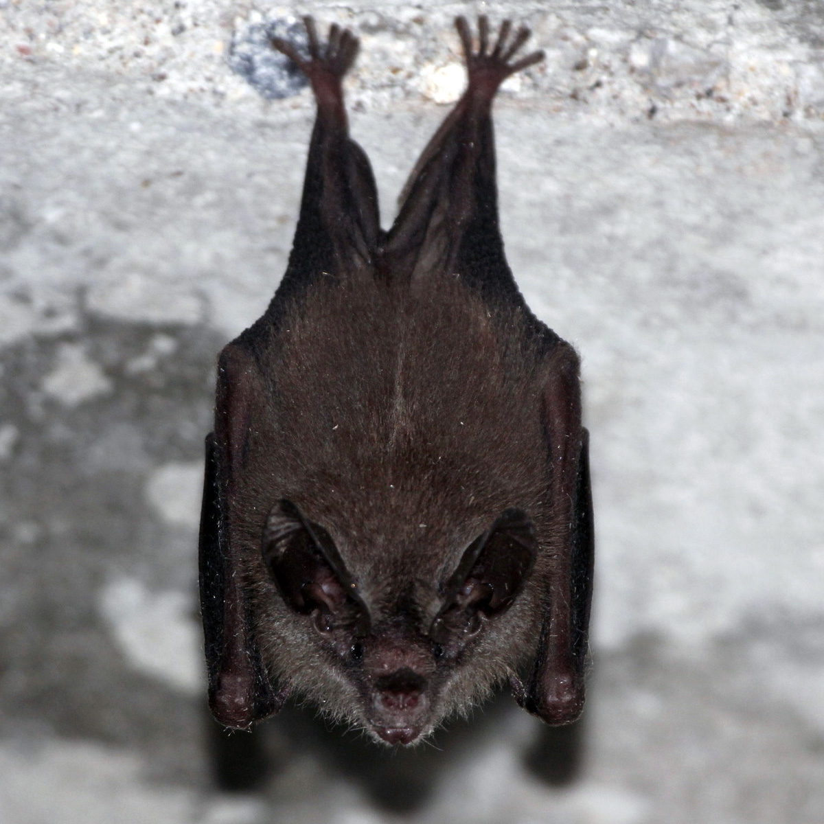 Common Big Eared Bat (Micronycteris microtis) Фото №2