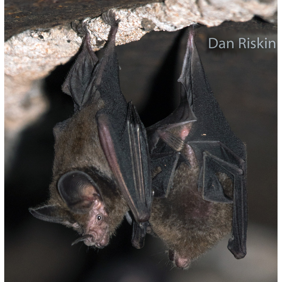 Common Big Eared Bat (Micronycteris microtis) Фото №3