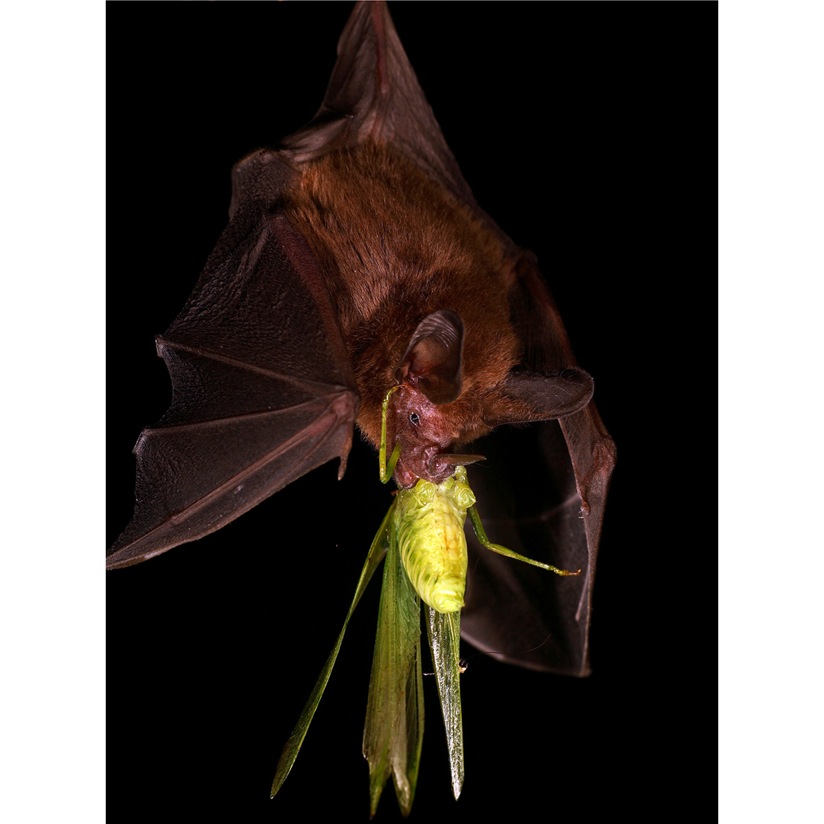 Common Big Eared Bat (Micronycteris microtis) Фото №4