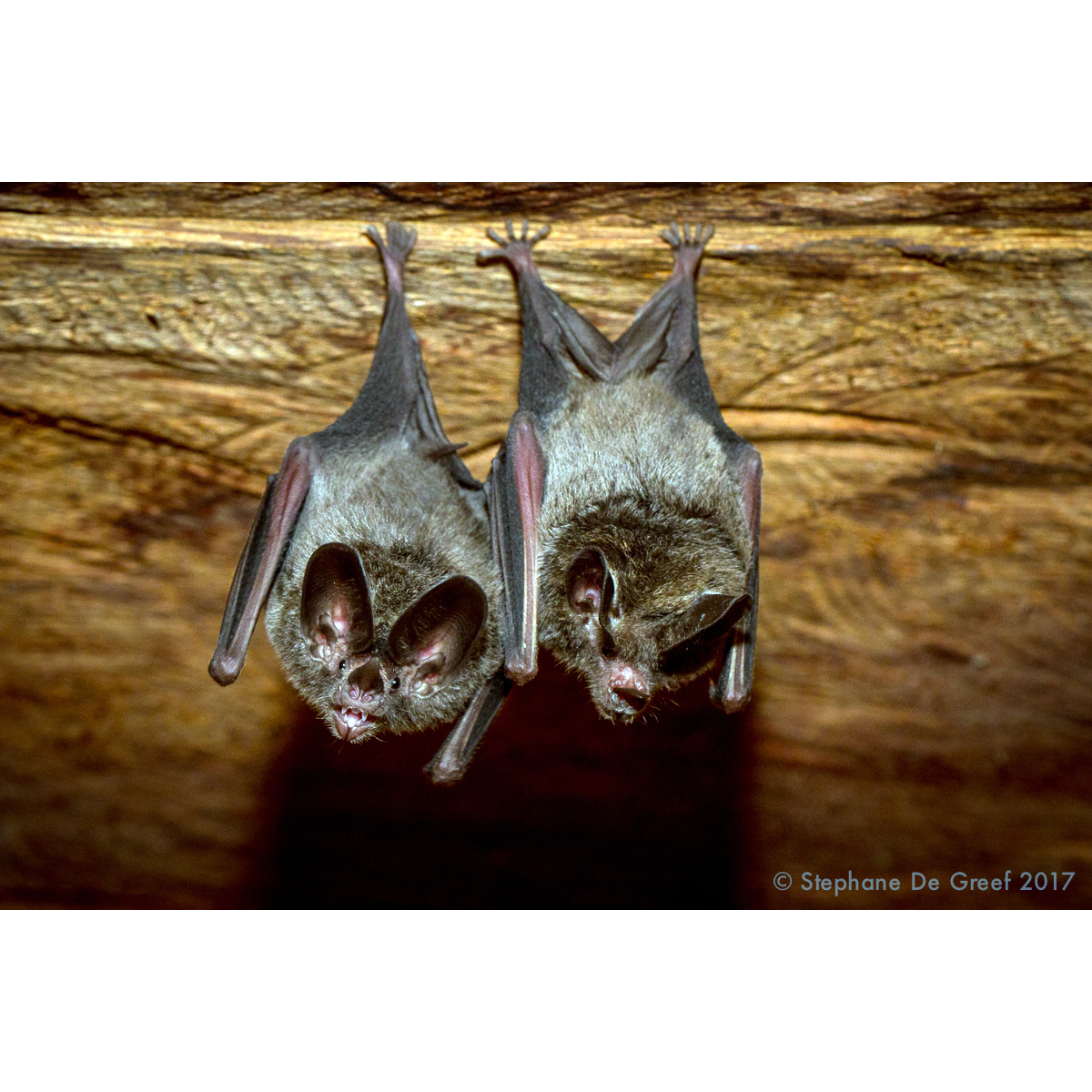 Common Big Eared Bat (Micronycteris microtis) Фото №5