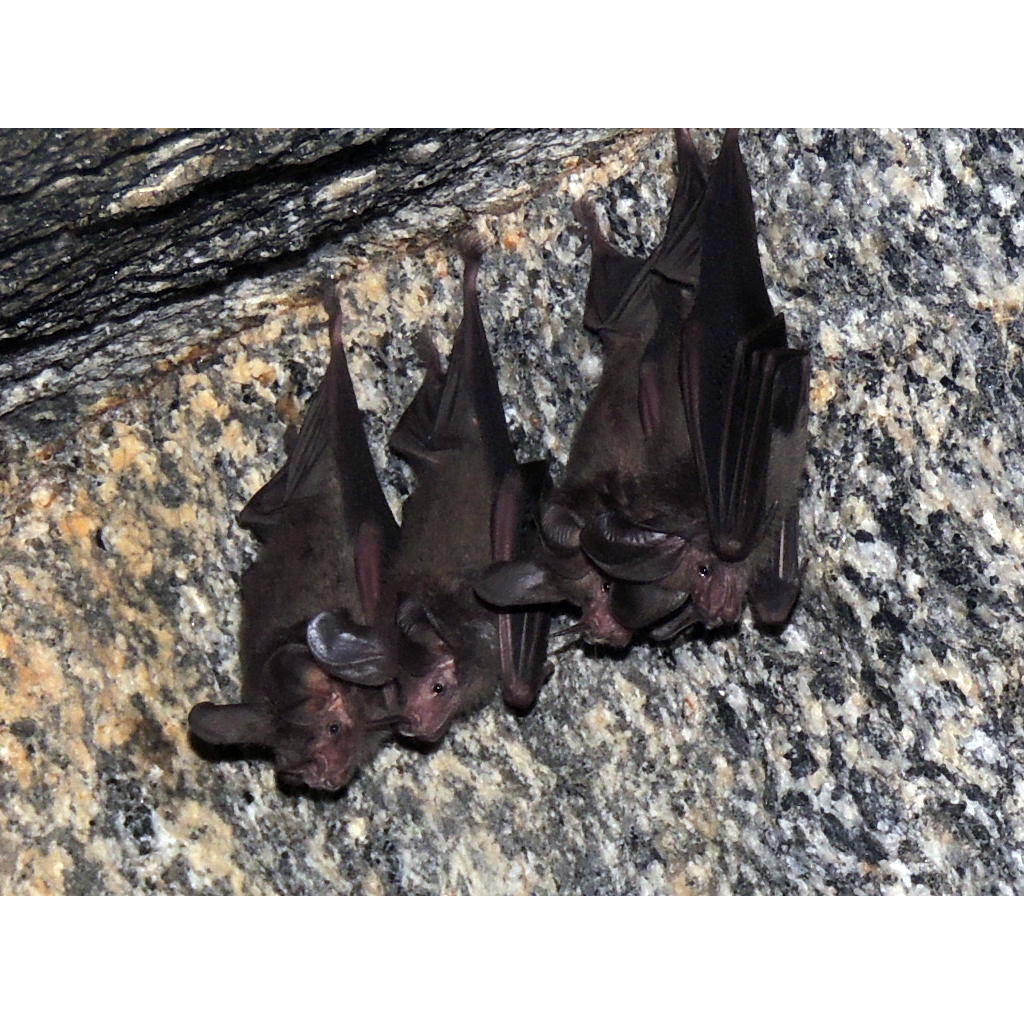 Common Big Eared Bat (Micronycteris microtis) Фото №6