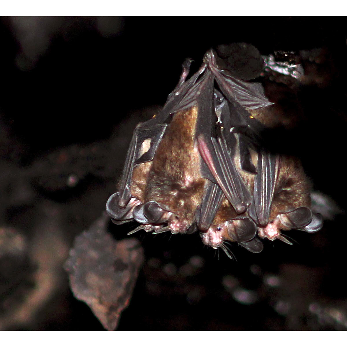 Common Big Eared Bat (Micronycteris microtis) Фото №7