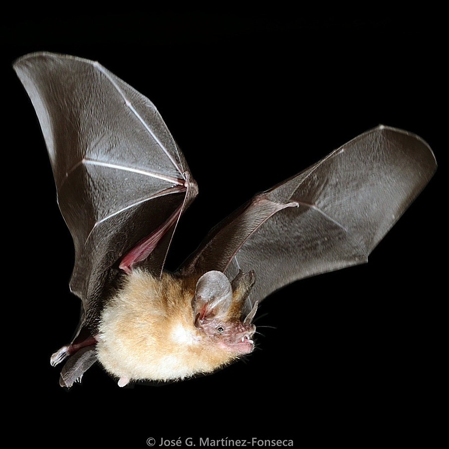 Common Big Eared Bat (Micronycteris microtis) Фото №8