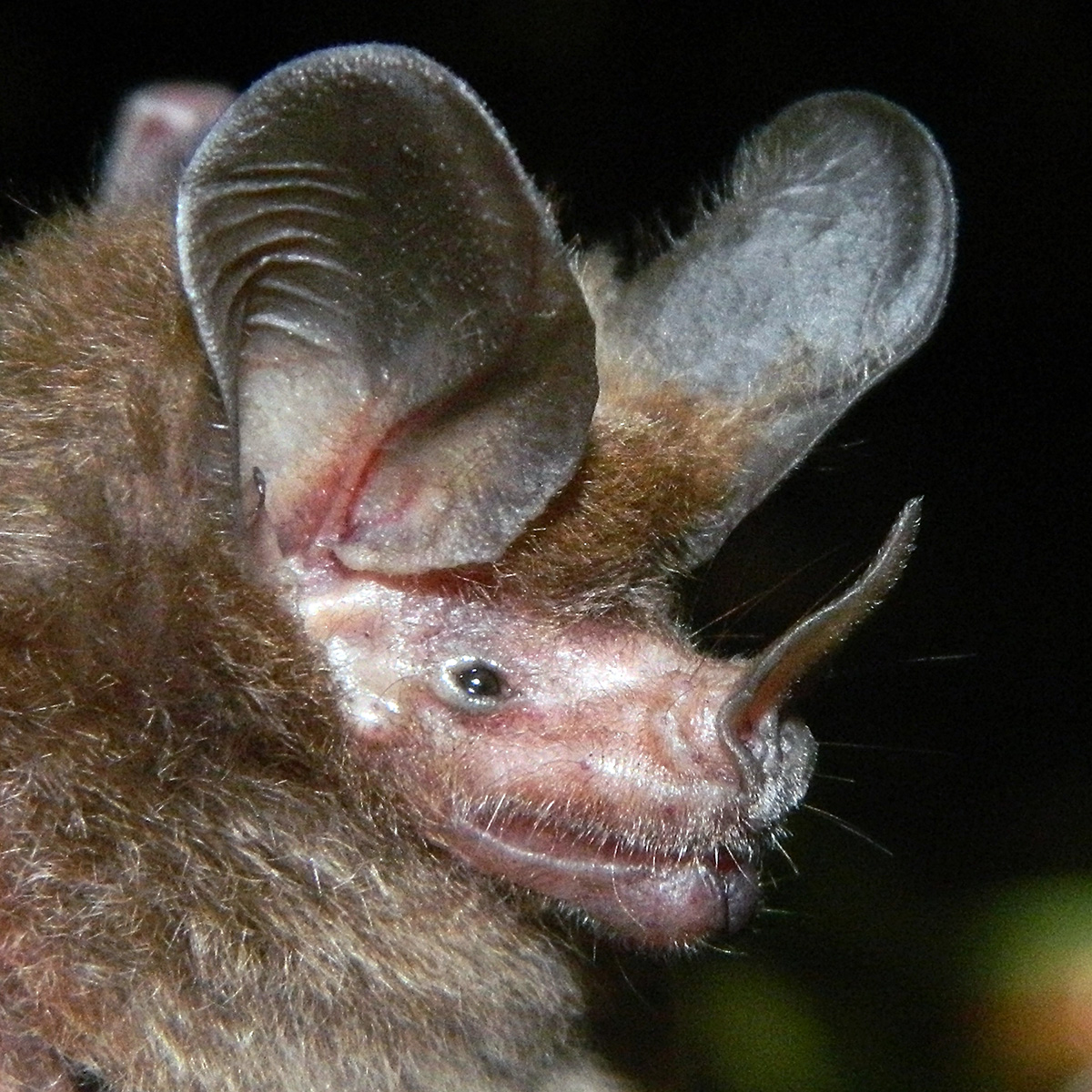 Common Big Eared Bat (Micronycteris microtis) Фото №9