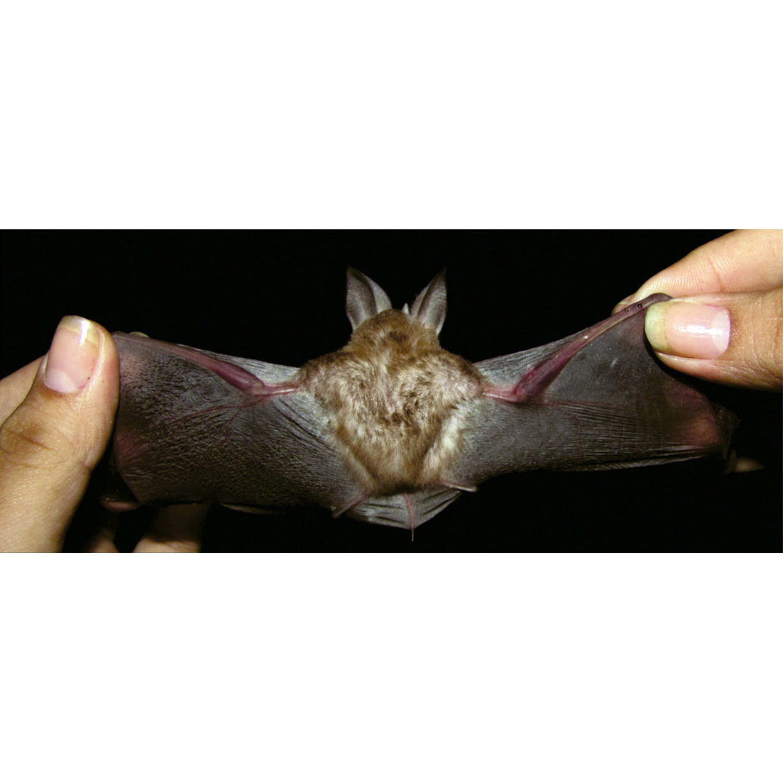 Sanborn's Big Eared Bat (Micronycteris sanborni) Фото №2