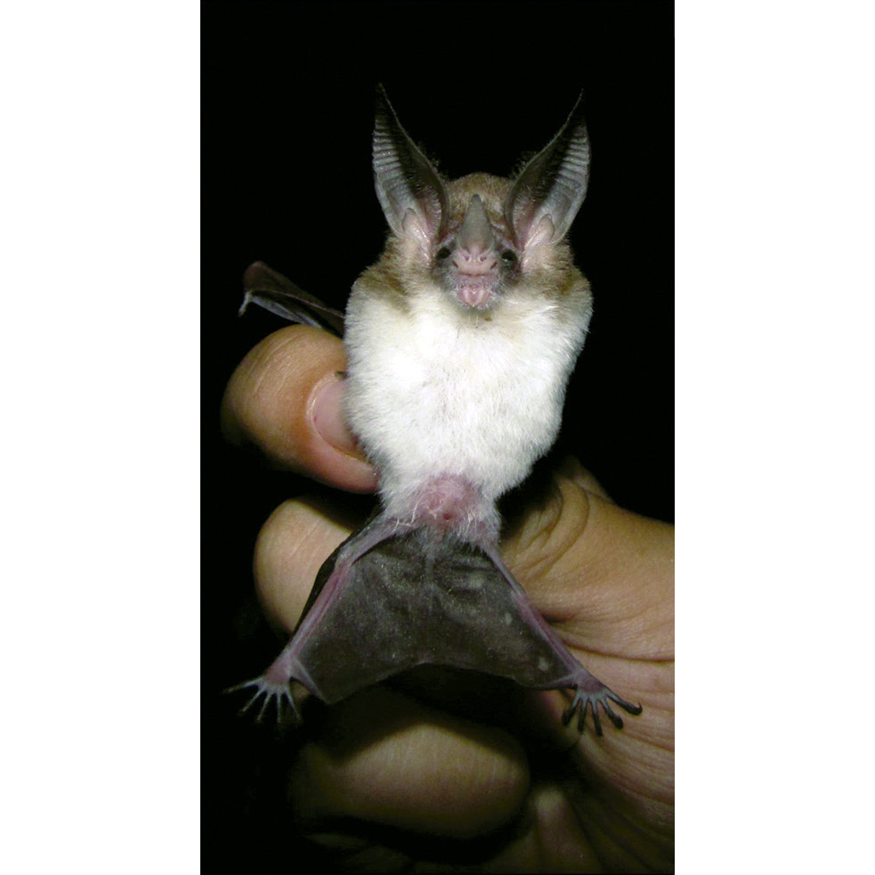 Sanborn's Big Eared Bat (Micronycteris sanborni) Фото №3