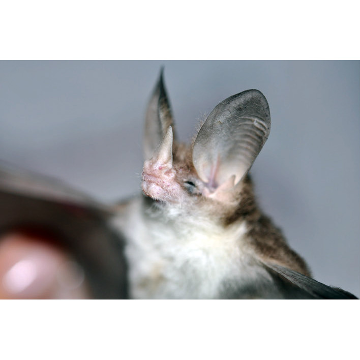 Sanborn's Big Eared Bat (Micronycteris sanborni) Фото №4