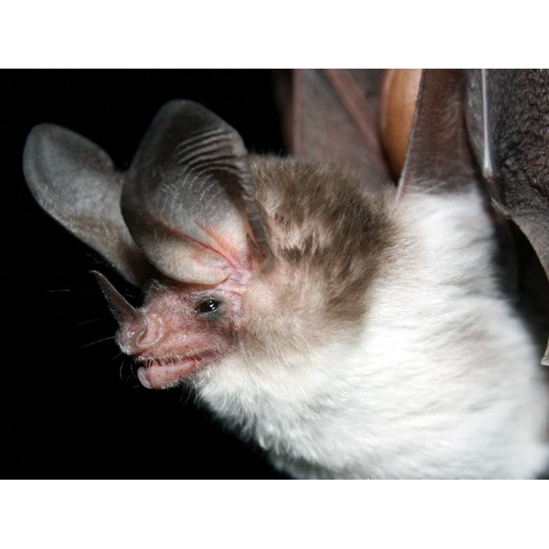 Sanborn's Big Eared Bat (Micronycteris sanborni) Фото №5