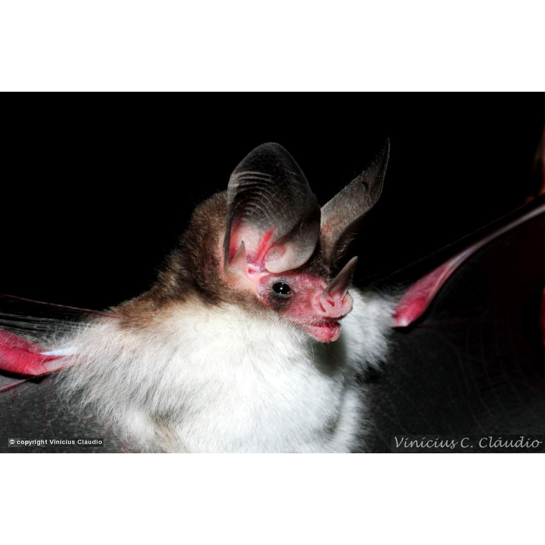 Sanborn's Big Eared Bat (Micronycteris sanborni) Фото №6