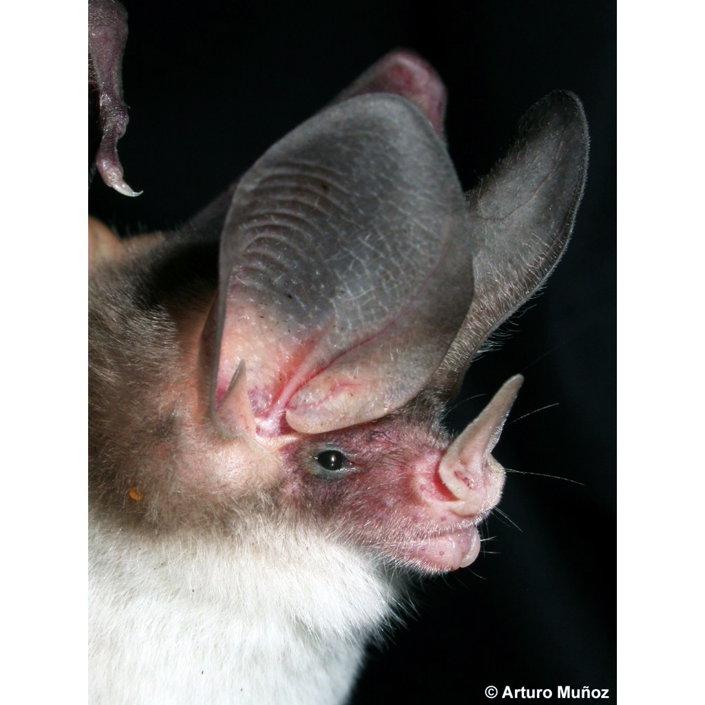 Yates's Big Eared Bat (Micronycteris yatesi) Фото №2