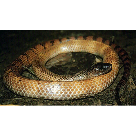  Род Мелкоглазые новогвинейские змеи  фото