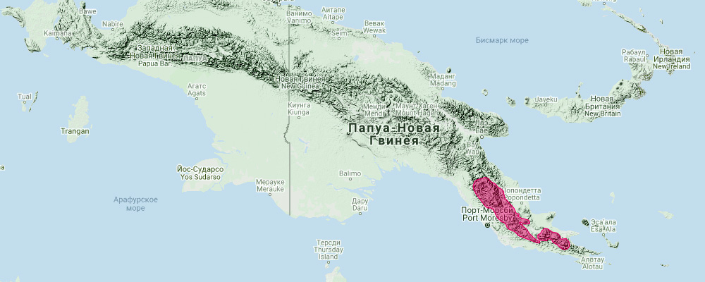 Папуанский бандикут (Microperoryctes papuensis) Ареал обитания на карте