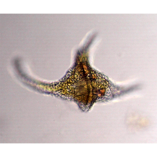 Тип Miozoa фото