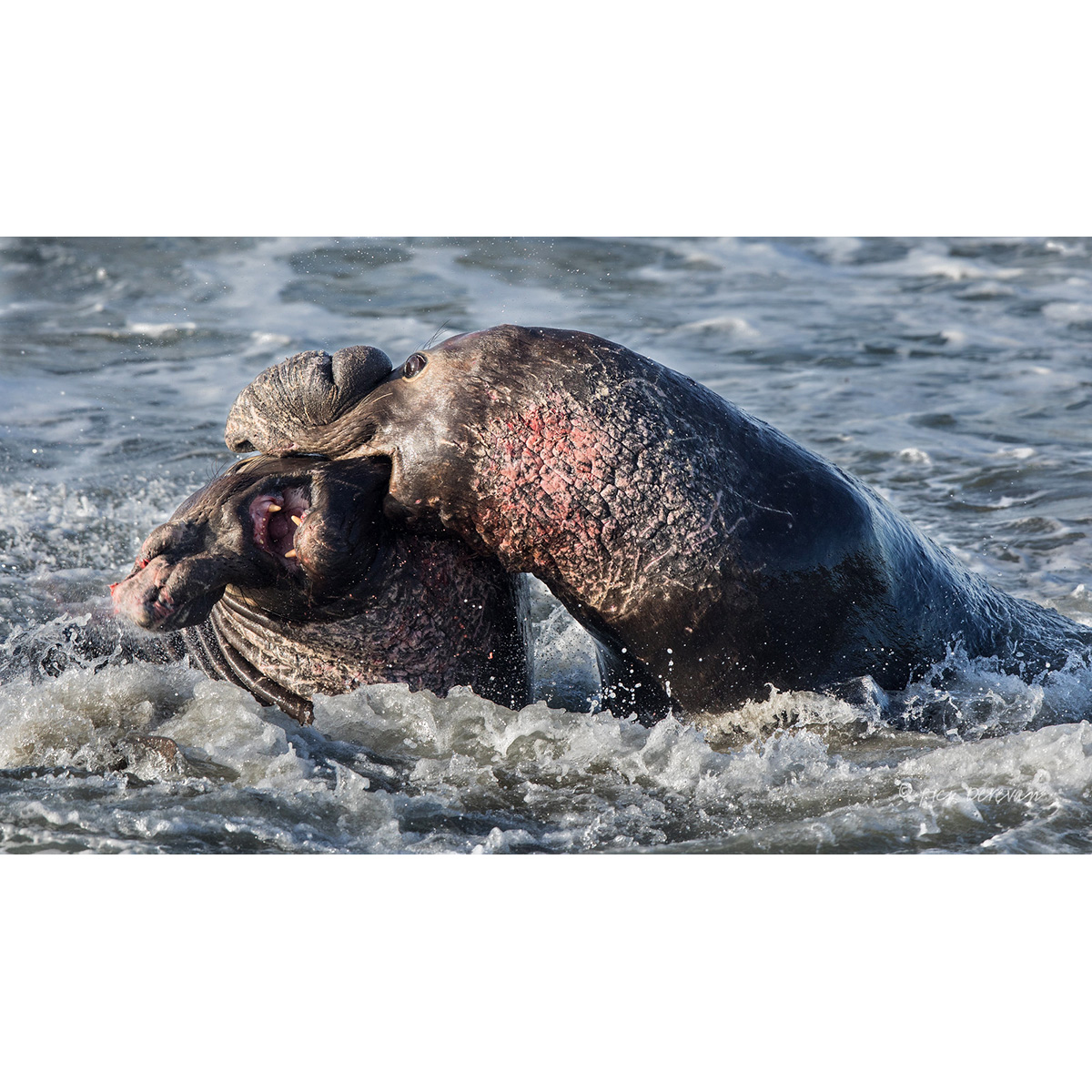 Северный морской слон (Mirounga angustirostris) Фото №7