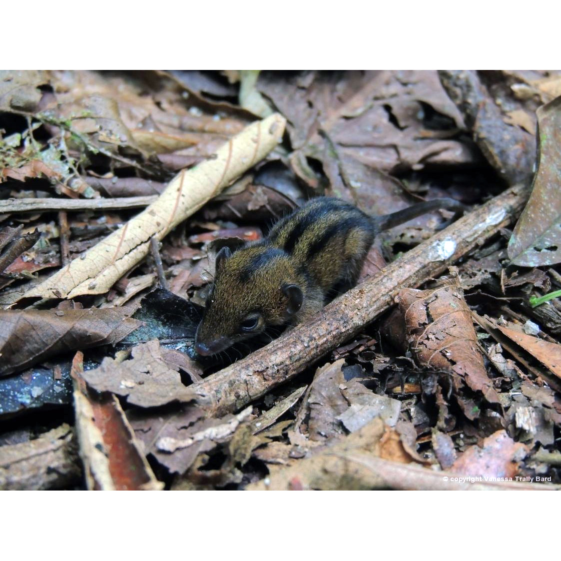 Трёхполосый опоссум (Monodelphis americana) Фото №8