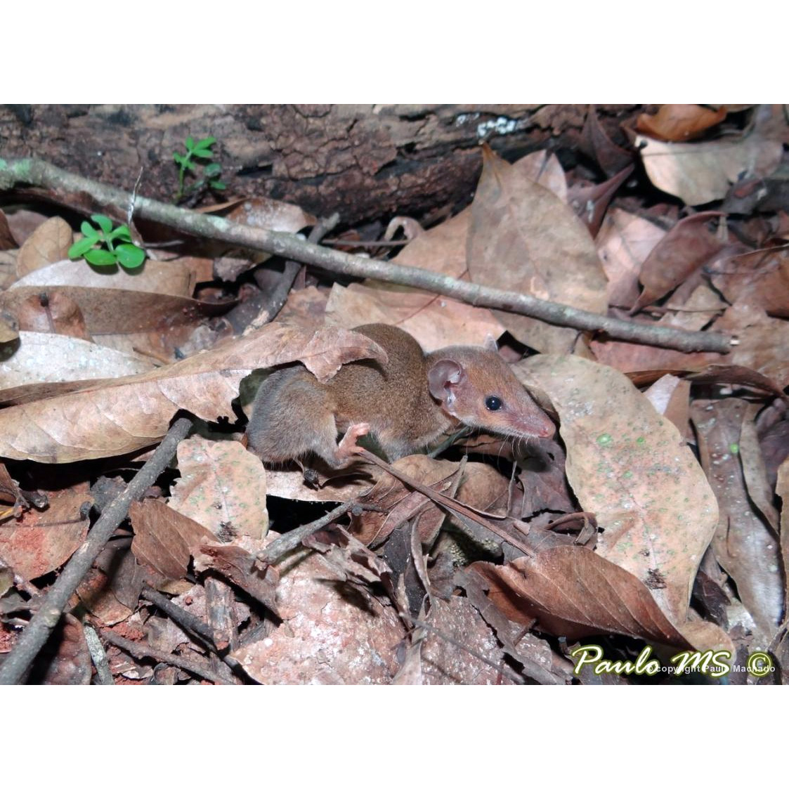 Карликовый короткохвостый опоссум (Monodelphis kunsi) Фото №2
