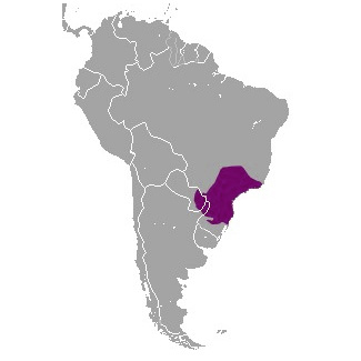 Землеройковидный опоссум (Monodelphis sorex) Ареал обитания на карте
