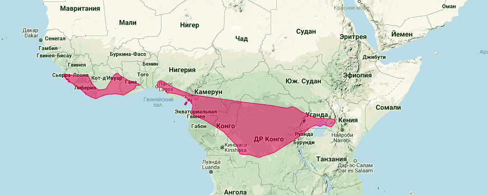 Камерунский складчатогуб (Mops thersites) Ареал обитания на карте