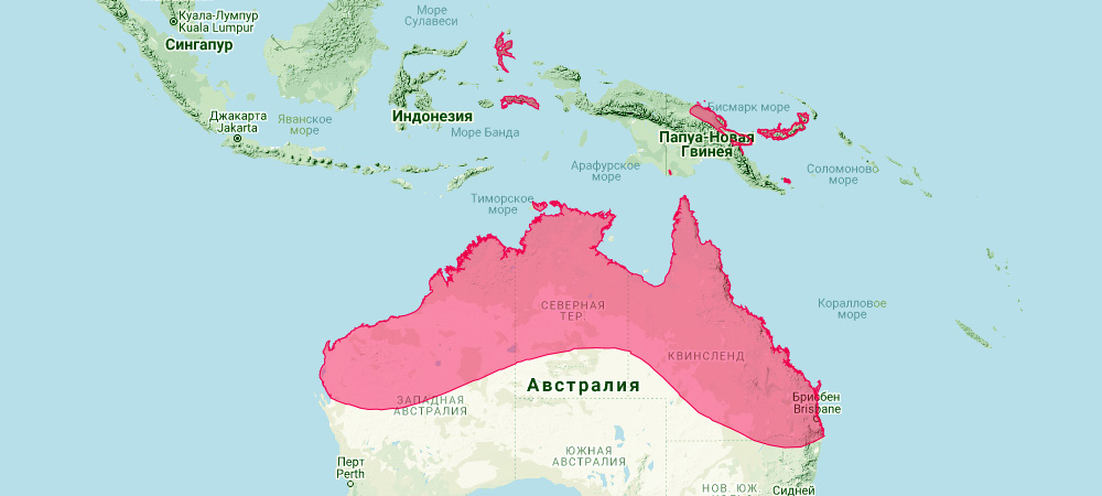 Складчатогуб Беккари (Mormopterus beccarii) Ареал обитания на карте