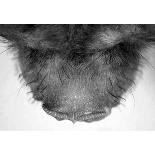Hairy-Nosed Freetail-Bat (Mormopterus eleryi) Фото №8