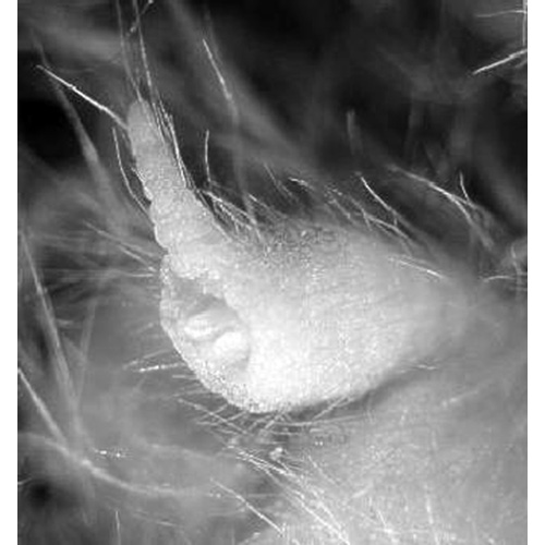 Hairy-Nosed Freetail-Bat (Mormopterus eleryi) Фото №9