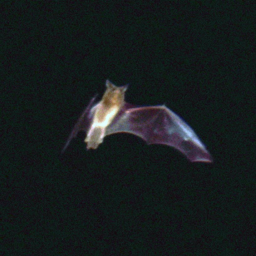 Reunion Free-Tailed Bat (Mormopterus francoismoutoui) Фото №2