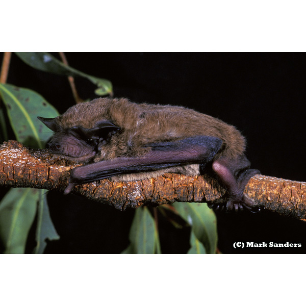 Eastern Free-Tailed Bat (Mormopterus ridei) Фото №4