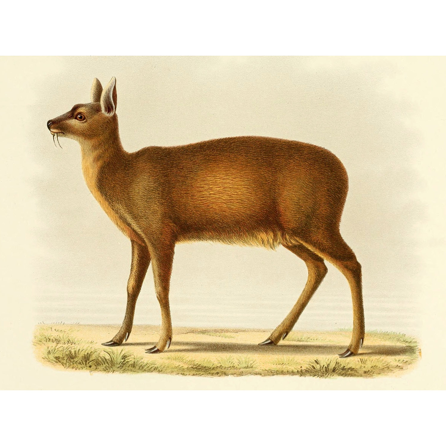 Moschus chrysogaster Фото №10