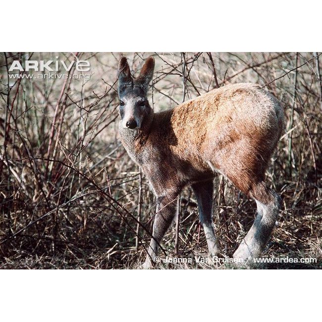 Moschus chrysogaster Фото №5