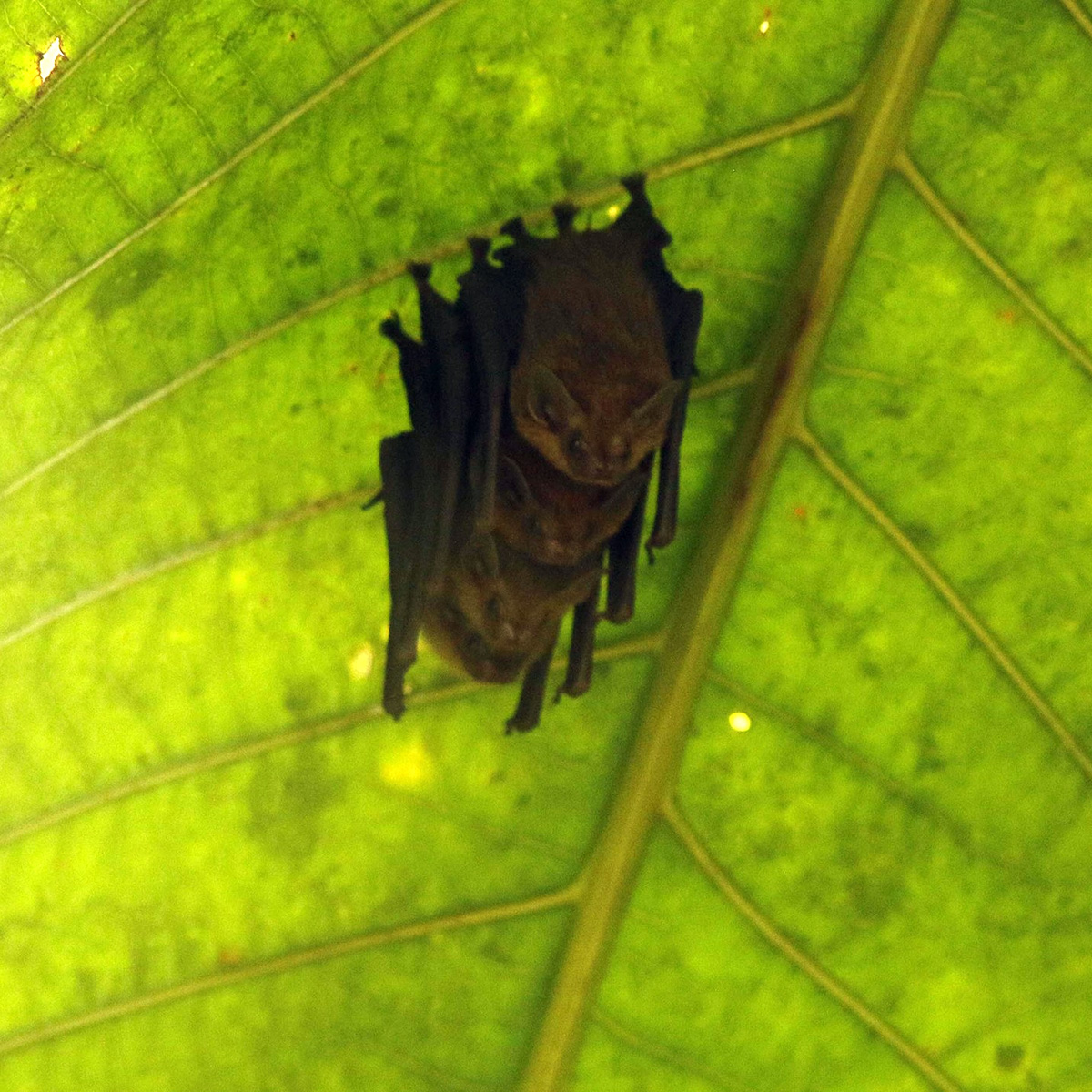 Черноватый мешкокрыл (Mosia nigrescens) Фото №4