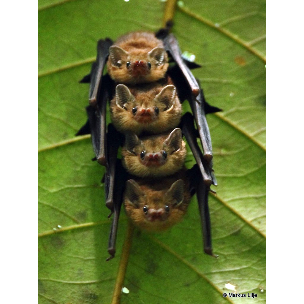 Черноватый мешкокрыл (Mosia nigrescens) Фото №5