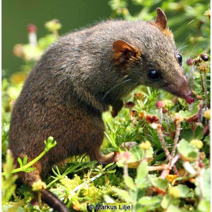 Бархатистая сумчатая мышь (Murexechinus melanurus) Фото №1