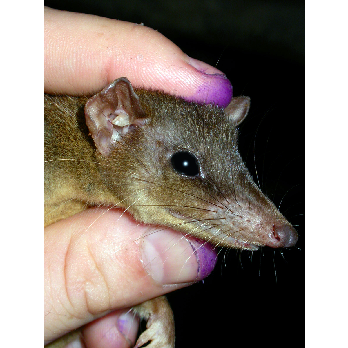 Длиннохвостая сумчатая крыса (Murexia longicaudata) Фото №1