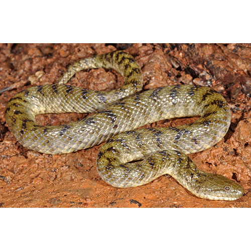  Род Австралийские мангровые змеи  фото