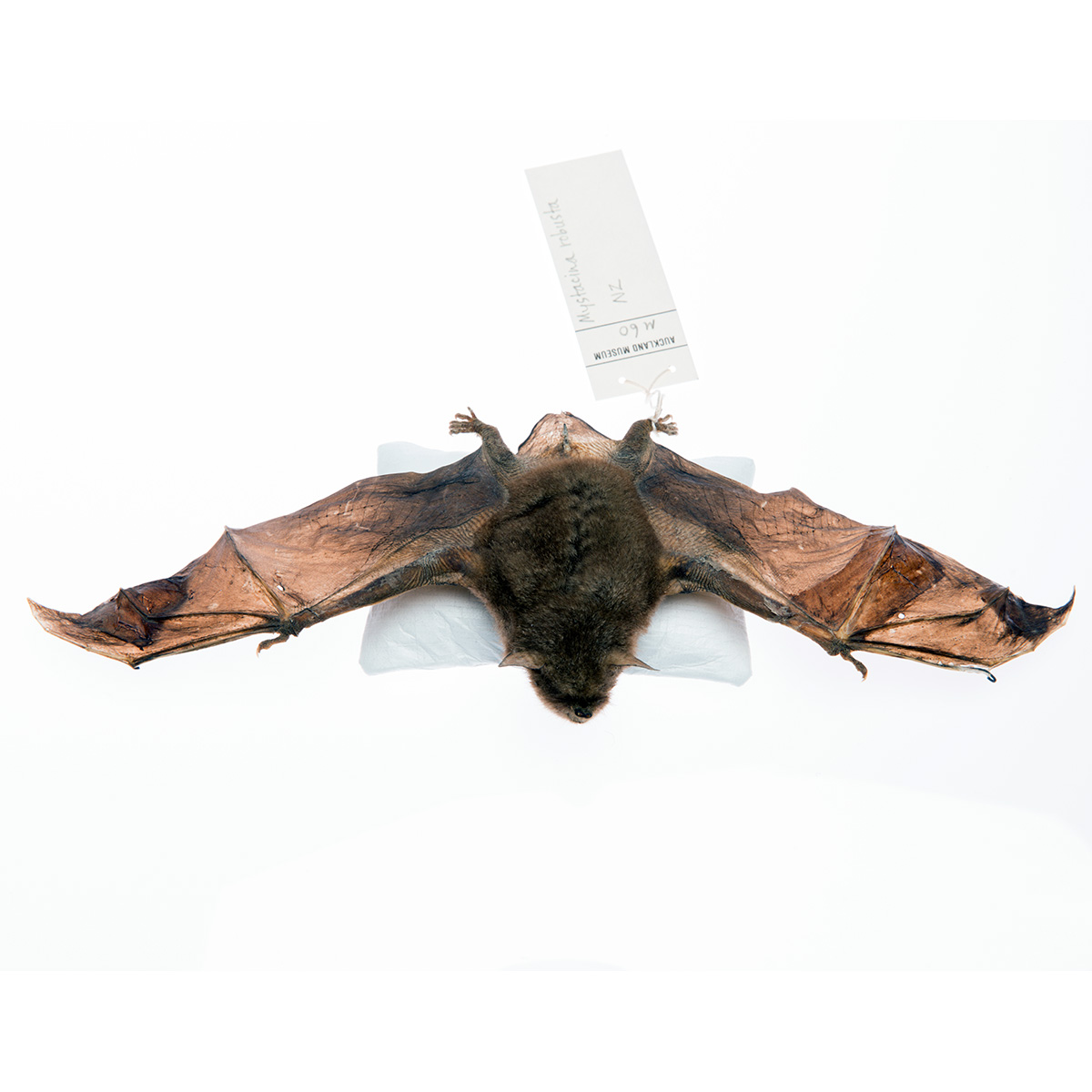 New Zealand Greater Short-tailed Bat (Mystacina robusta) Фото №3