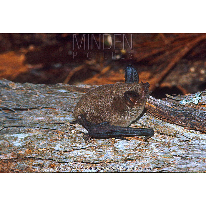 Новозеландская летучая мышь (Mystacina tuberculata) Фото №3