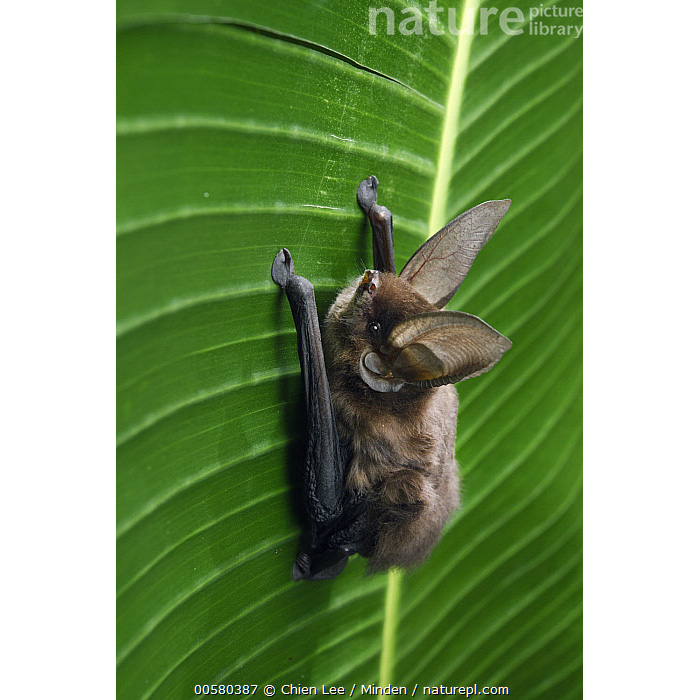 Мадагаскарский присосконог (Myzopoda aurita) Фото №4