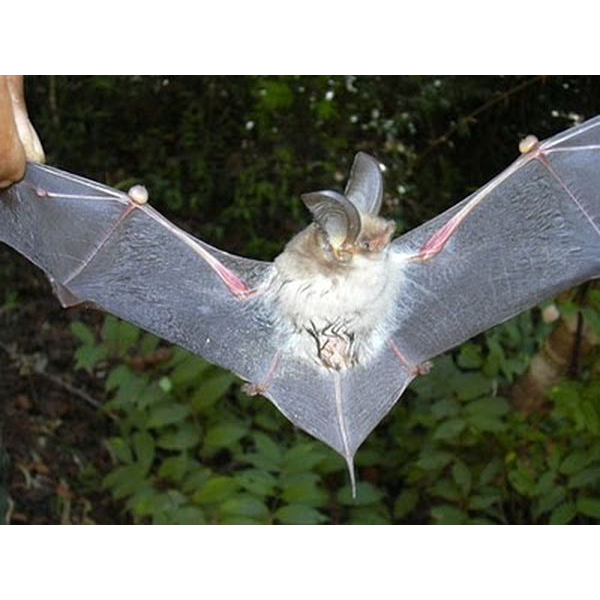 Schliemann's Sucker-Footed Bat (Myzopoda schliemanni) Фото №1
