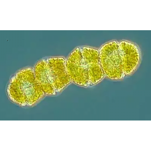 Тип Myzozoa фото