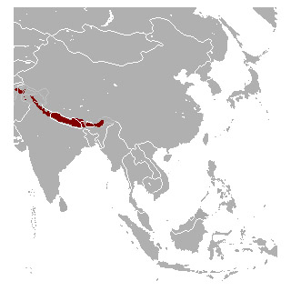 Naemorhedus goral Ареал обитания на карте
