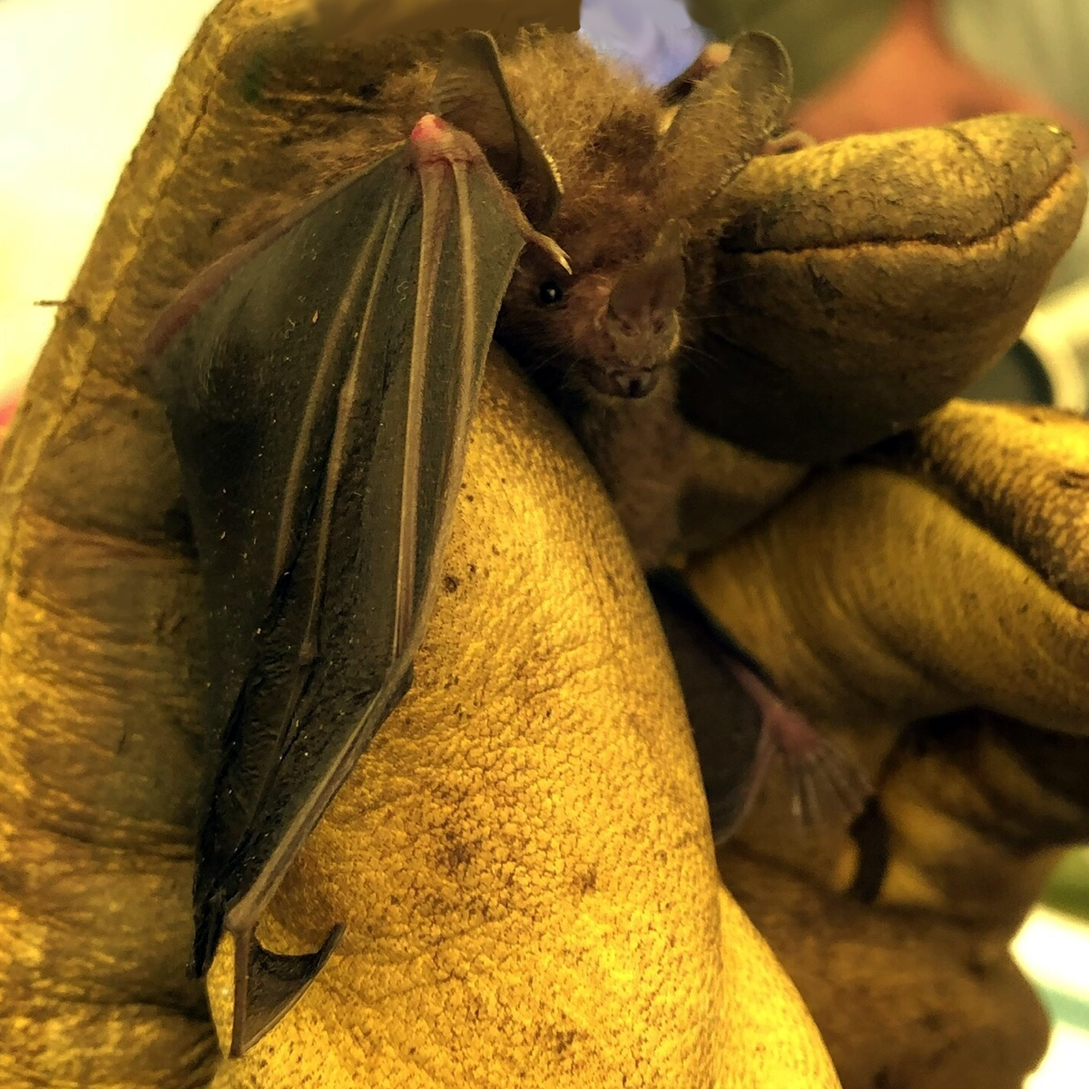 Бразильский листонос (Neonycteris pusilla) Фото №1