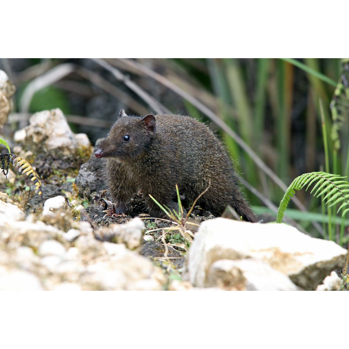 Длиннокоготная сумчатая мышь (Neophascogale lorentzi) Фото №2