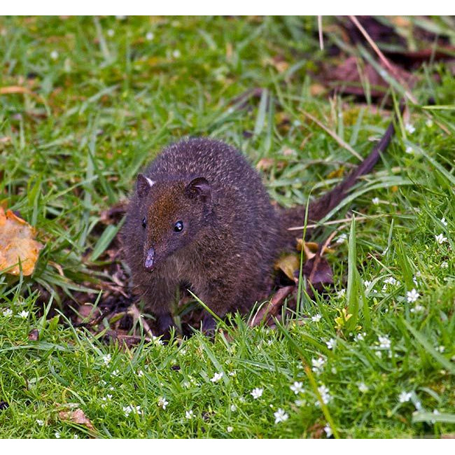 Длиннокоготная сумчатая мышь (Neophascogale lorentzi) Фото №7