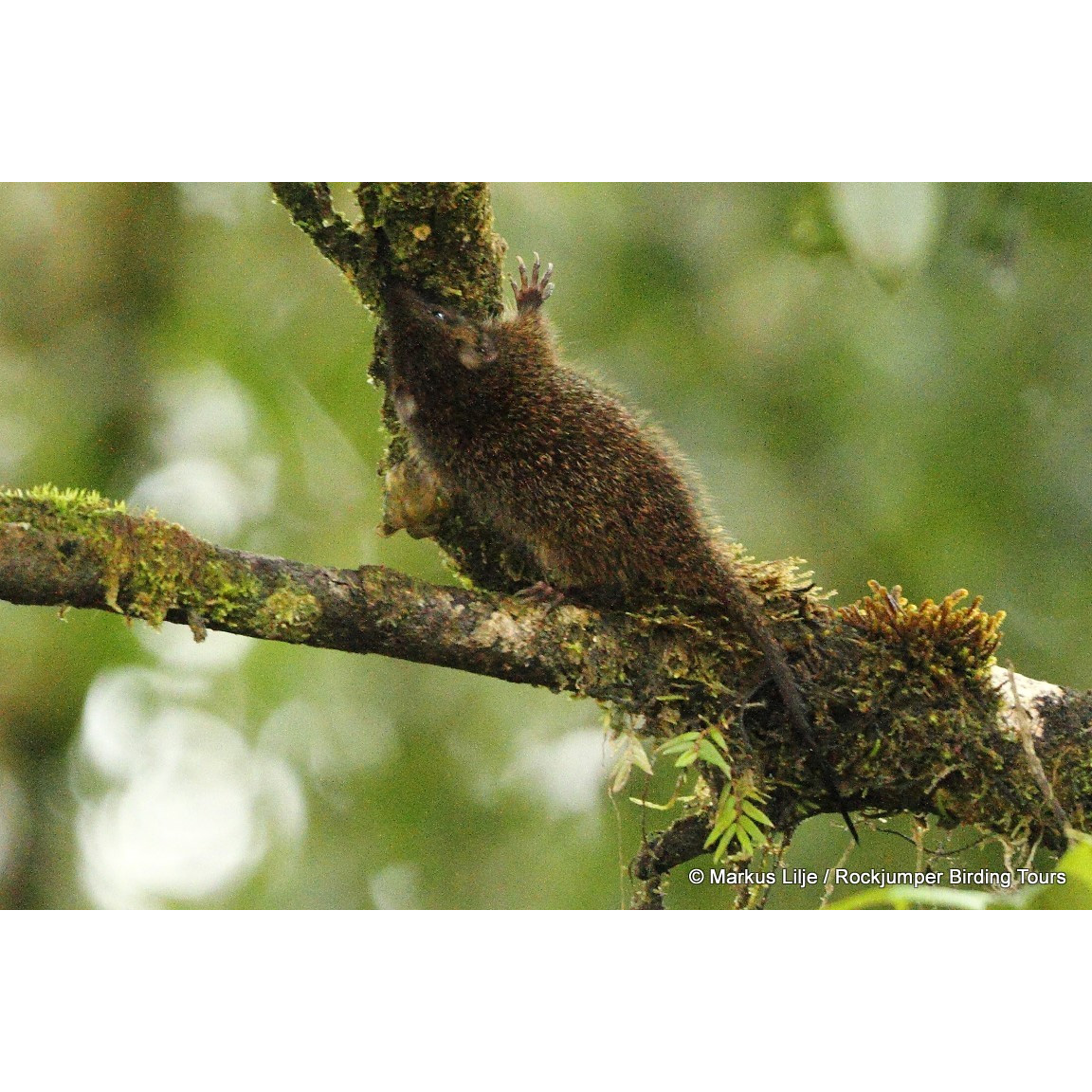 Длиннокоготная сумчатая мышь (Neophascogale lorentzi) Фото №8