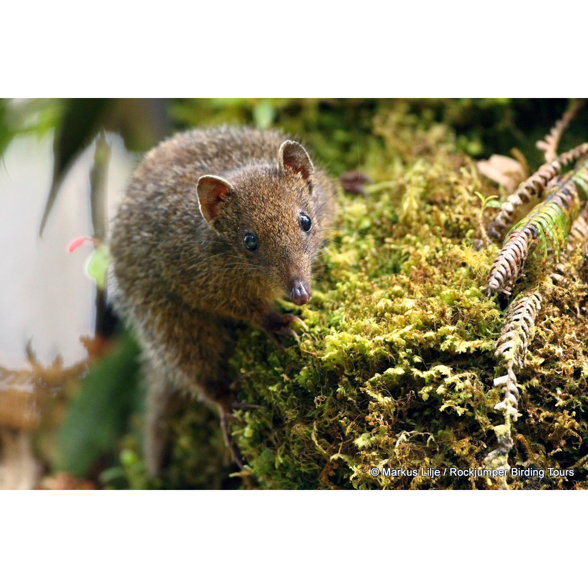 Длиннокоготная сумчатая мышь (Neophascogale lorentzi) Фото №9