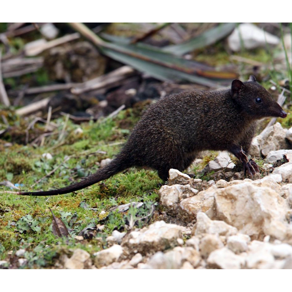 Длиннокоготная сумчатая мышь (Neophascogale lorentzi) Фото №1