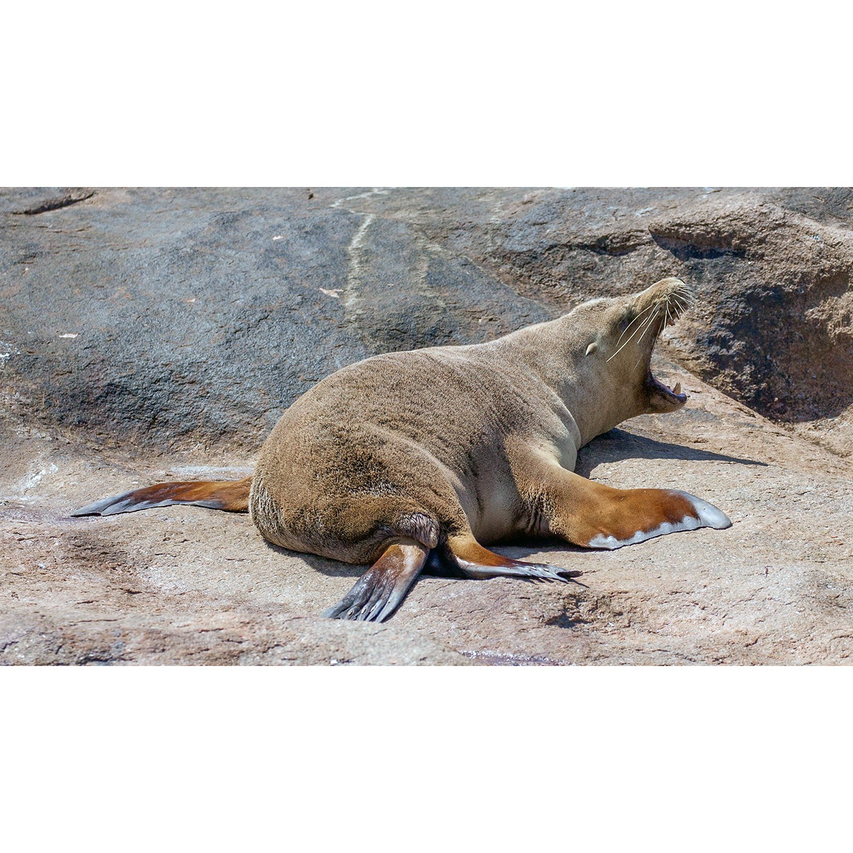 Австралийский морской лев (Neophoca cinerea) Фото №6