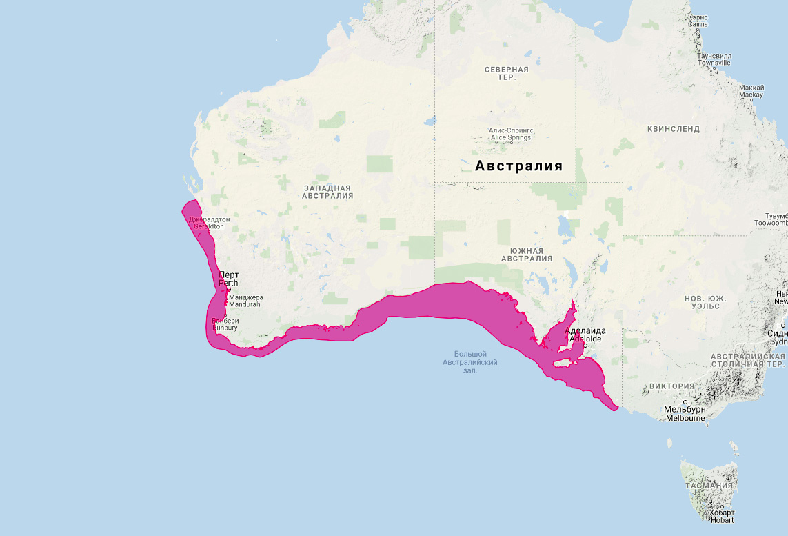 Австралийский морской лев (Neophoca cinerea) Ареал обитания на карте