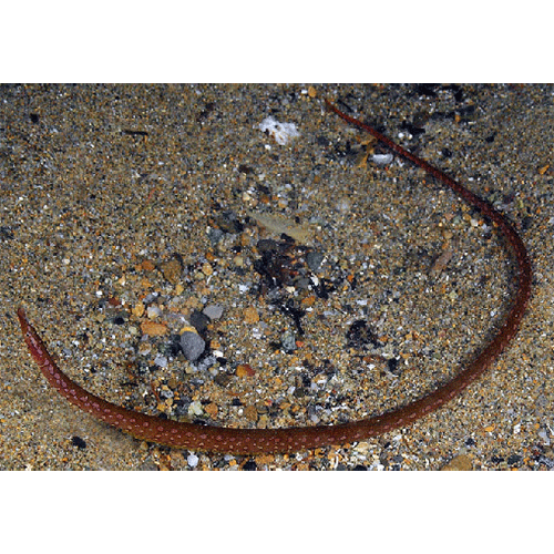 Род Змеерыбки / Змеевидные морские иглы фото